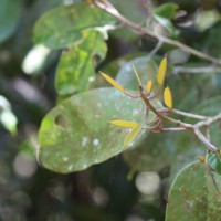 Stemonoporus kanneliyensis Kosterm.